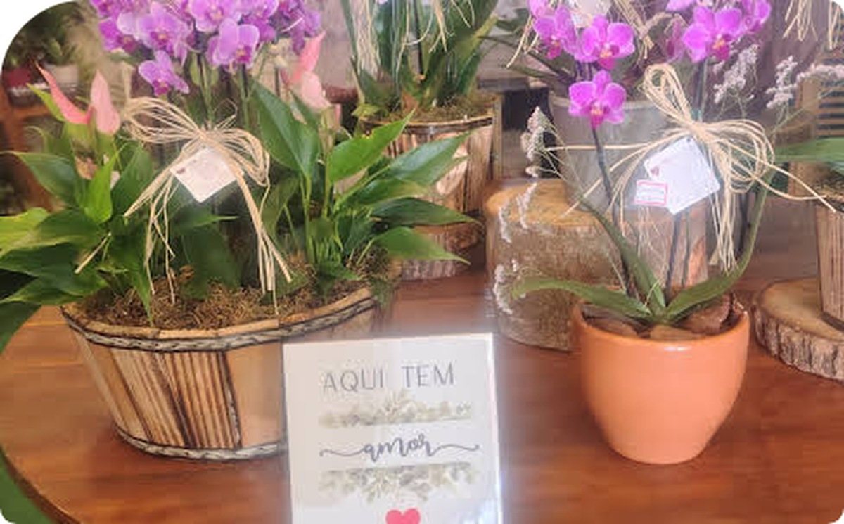 Orquídeas e plantas na loja em Piracicaba